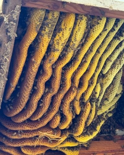 99f301e1a87a46478d2ee62662d2b8ef